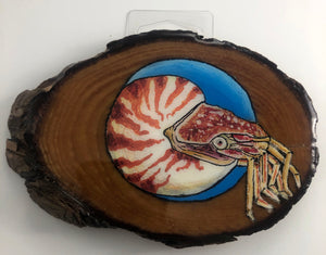Nautilus | Painted Wood Series by Furbie Cakes