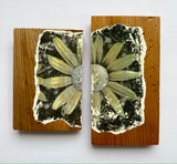 "Sunflower Split" | by Alex Clifford and Sadie Young