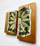 "Sunflower Split" | by Alex Clifford and Sadie Young