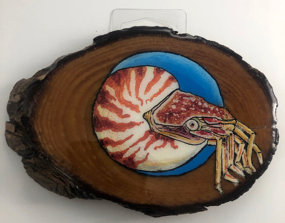 Nautilus | Painted Wood Series by Furbie Cakes