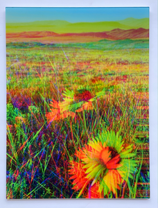 "Good Morning" Acrylic Print | by Alex Clifford and Sadie Young