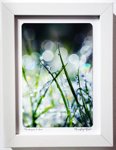 "The Miracle of Dew" Framed Photo | by Macey "The Sigatree Photography" Sigaty